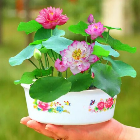 Lotus Seed - 20 pcs